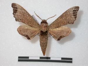  ( - BC-Basq0008)  @13 [ ] Copyright (2010) Patrick Basquin Research Collection of Patrick Basquin