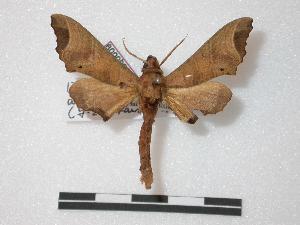  ( - BC-Basq0009)  @13 [ ] Copyright (2010) Patrick Basquin Research Collection of Patrick Basquin