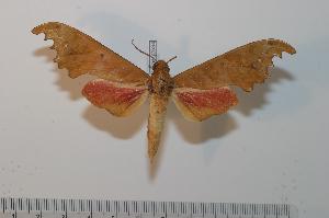  (Phylloxiphia goodii - BC-Basq 2534)  @14 [ ] Copyright (2010) Patrick Basquin Research Collection of Patrick Basquin