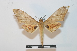  ( - BC-Basq 2720)  @12 [ ] Copyright (2010) Patrick Basquin Research Collection of Patrick Basquin