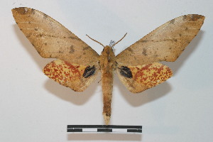  ( - BC-Basq 2723)  @14 [ ] Copyright (2010) Patrick Basquin Research Collection of Patrick Basquin