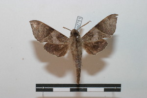  ( - BC-Basq 2751)  @12 [ ] Copyright (2010) Patrick Basquin Research Collection of Patrick Basquin