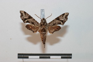  ( - BC-Basq 2756)  @11 [ ] Copyright (2010) Patrick Basquin Research Collection of Patrick Basquin
