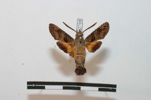  ( - BC-Basq 2766)  @11 [ ] Copyright (2010) Patrick Basquin Research Collection of Patrick Basquin