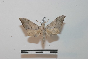  (Falcatula falcatus - BC-Basq 2789)  @14 [ ] Copyright (2010) Patrick Basquin Research Collection of Patrick Basquin