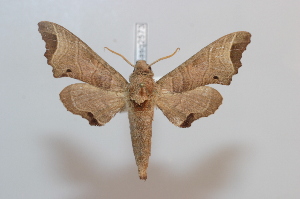  ( - BC-Basq 2573)  @13 [ ] Copyright (2010) Patrick Basquin Research Collection of Patrick Basquin