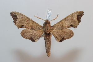  ( - BC-Basq 2574)  @13 [ ] Copyright (2010) Patrick Basquin Research Collection of Patrick Basquin