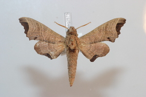  ( - BC-Basq 2575)  @12 [ ] Copyright (2010) Patrick Basquin Research Collection of Patrick Basquin