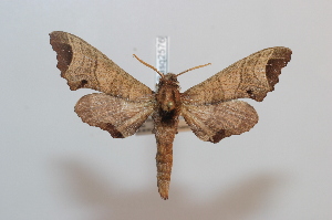  ( - BC-Basq 2576)  @12 [ ] Copyright (2010) Patrick Basquin Research Collection of Patrick Basquin