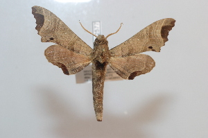  ( - BC-Basq 2577)  @13 [ ] Copyright (2010) Patrick Basquin Research Collection of Patrick Basquin