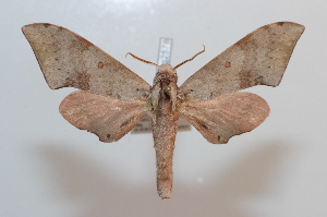  ( - BC-Basq 2578)  @14 [ ] Copyright (2010) Patrick Basquin Research Collection of Patrick Basquin