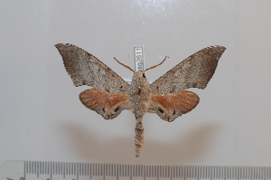  ( - BC-Basq 2611)  @12 [ ] Copyright (2010) Patrick Basquin Research Collection of Patrick Basquin