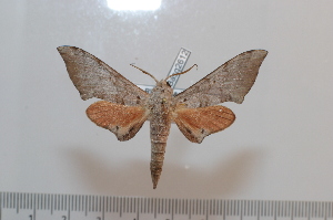  ( - BC-Basq 2612)  @12 [ ] Copyright (2010) Patrick Basquin Research Collection of Patrick Basquin