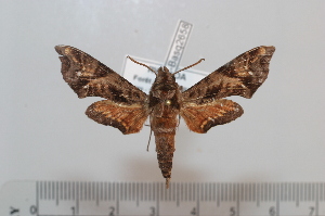  (Temnora scitula pindurensis - BC-Basq 2658)  @14 [ ] Copyright (2010) Patrick Basquin Research Collection of Patrick Basquin