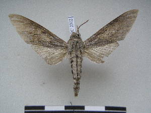  ( - PD-BC 2302)  @13 [ ] Copyright (2010) Philippe Darge Research Collection of Philippe Darge
