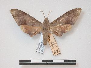  ( - PD-BC 044)  @13 [ ] Copyright (2010) Philippe Darge Research Collection of Philippe Darge