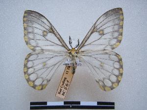  ( - PD-BC 561)  @14 [ ] Copyright (2010) Philippe Darge Research Collection of Philippe Darge