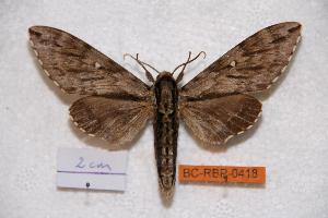  (Kentrochrysalis sieversi - BC-RBP-0418)  @15 [ ] Copyright (2010) Ron Brechlin Research Collection of Ron Brechlin