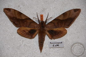  ( - BC-RBP-0474)  @13 [ ] Copyright (2010) Ron Brechlin Research Collection of Ron Brechlin