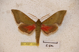  ( - BC-RBP-1282)  @13 [ ] Copyright (2010) Ron Brechlin Research Collection of Ron Brechlin