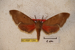  ( - BC-RBP-1284)  @13 [ ] Copyright (2010) Ron Brechlin Research Collection of Ron Brechlin