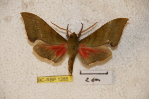  ( - BC-RBP-1285)  @13 [ ] Copyright (2010) Ron Brechlin Research Collection of Ron Brechlin