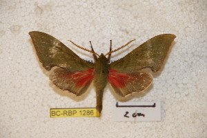  ( - BC-RBP-1286)  @13 [ ] Copyright (2010) Ron Brechlin Research Collection of Ron Brechlin