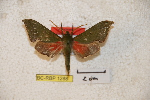  ( - BC-RBP-1288)  @12 [ ] Copyright (2010) Ron Brechlin Research Collection of Ron Brechlin
