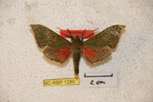  ( - BC-RBP-1289)  @12 [ ] Copyright (2010) Ron Brechlin Research Collection of Ron Brechlin