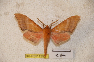  ( - BC-RBP-1290)  @13 [ ] Copyright (2010) Ron Brechlin Research Collection of Ron Brechlin
