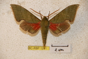  ( - BC-RBP-1291)  @13 [ ] Copyright (2010) Ron Brechlin Research Collection of Ron Brechlin