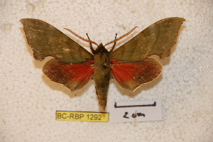  ( - BC-RBP-1292)  @14 [ ] Copyright (2010) Ron Brechlin Research Collection of Ron Brechlin