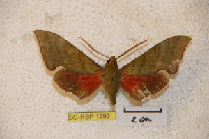  ( - BC-RBP-1293)  @11 [ ] Copyright (2010) Ron Brechlin Research Collection of Ron Brechlin