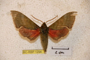  ( - BC-RBP-1294)  @11 [ ] Copyright (2010) Ron Brechlin Research Collection of Ron Brechlin