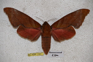  ( - BC-RBP-1307)  @13 [ ] Copyright (2010) Ron Brechlin Research Collection of Ron Brechlin