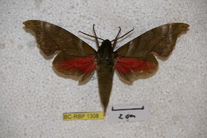  ( - BC-RBP-1308)  @12 [ ] Copyright (2010) Ron Brechlin Research Collection of Ron Brechlin