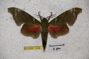  ( - BC-RBP-1309)  @13 [ ] Copyright (2010) Ron Brechlin Research Collection of Ron Brechlin