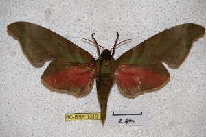  ( - BC-RBP-1310)  @14 [ ] Copyright (2010) Ron Brechlin Research Collection of Ron Brechlin