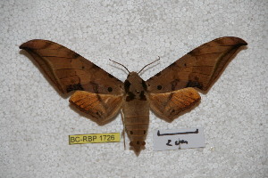  ( - BC-RBP-1726)  @12 [ ] Copyright (2010) Ron Brechlin Research Collection of Ron Brechlin