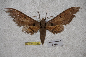  (Ambulyx bhutana - BC-RBP-1750)  @12 [ ] Copyright (2010) Ron Brechlin Research Collection of Ron Brechlin