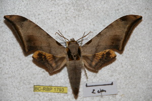  (Ambulyx jordani - BC-RBP-1793)  @14 [ ] Copyright (2010) Ron Brechlin Research Collection of Ron Brechlin