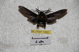  (Sataspes negrosiana - BC-RBP-1890)  @12 [ ] Copyright (2010) Ron Brechlin Research Collection of Ron Brechlin