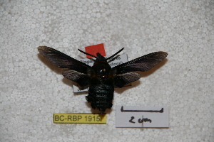  (Sataspes negrosiana - BC-RBP-1915)  @12 [ ] Copyright (2010) Ron Brechlin Research Collection of Ron Brechlin