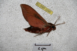  (Ampelophaga khasiana - BC-RBP-2290)  @11 [ ] Copyright (2010) Ron Brechlin Research Collection of Ron Brechlin