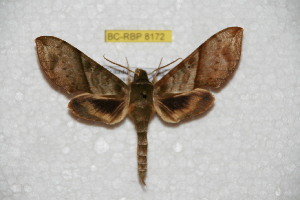  ( - BC-RBP 8172)  @12 [ ] Copyright (2013) Ron Brechlin Research Collection of Ron Brechlin