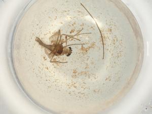  ( - BIOUG50503-A06)  @11 [ ] CreativeCommons - Attribution (2022) Centre for Biodiversity Genomics Centre for Biodiversity Genomics