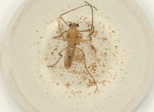  ( - BIOUG50509-E02)  @11 [ ] CreativeCommons - Attribution (2022) Centre for Biodiversity Genomics Centre for Biodiversity Genomics