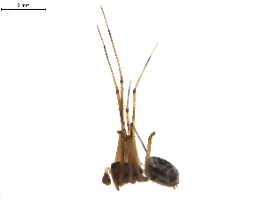  (Lepthyphantes sp. 2RB - BIOUG02782-F12)  @13 [ ] Copyright  G. Blagoev 2012 Unspecified