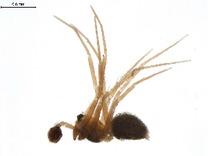  (Lepthyphantes sp. 12 - BIOUG02783-B10)  @13 [ ] Copyright  G. Blagoev 2012 Unspecified
