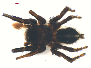  (Habronattus americanus - 10-SKBC-0661)  @13 [ ] CreativeCommons - Attribution (2010) CBG Photography Group Centre for Biodiversity Genomics